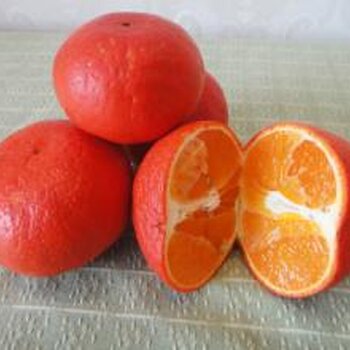 广西柑橘苗最新品种-迎春柑苗价格